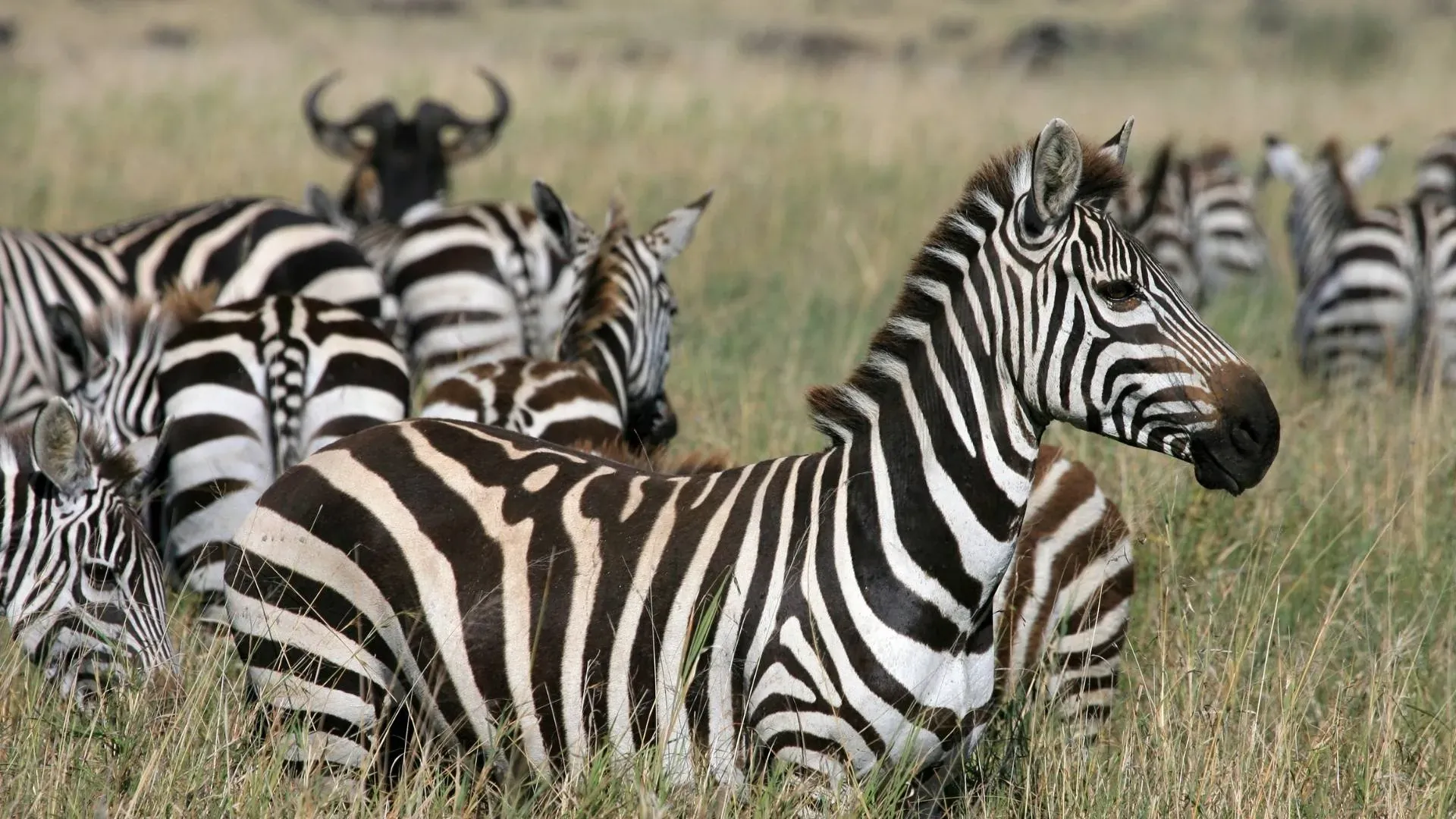 Zebras and wildebeest grazing close together