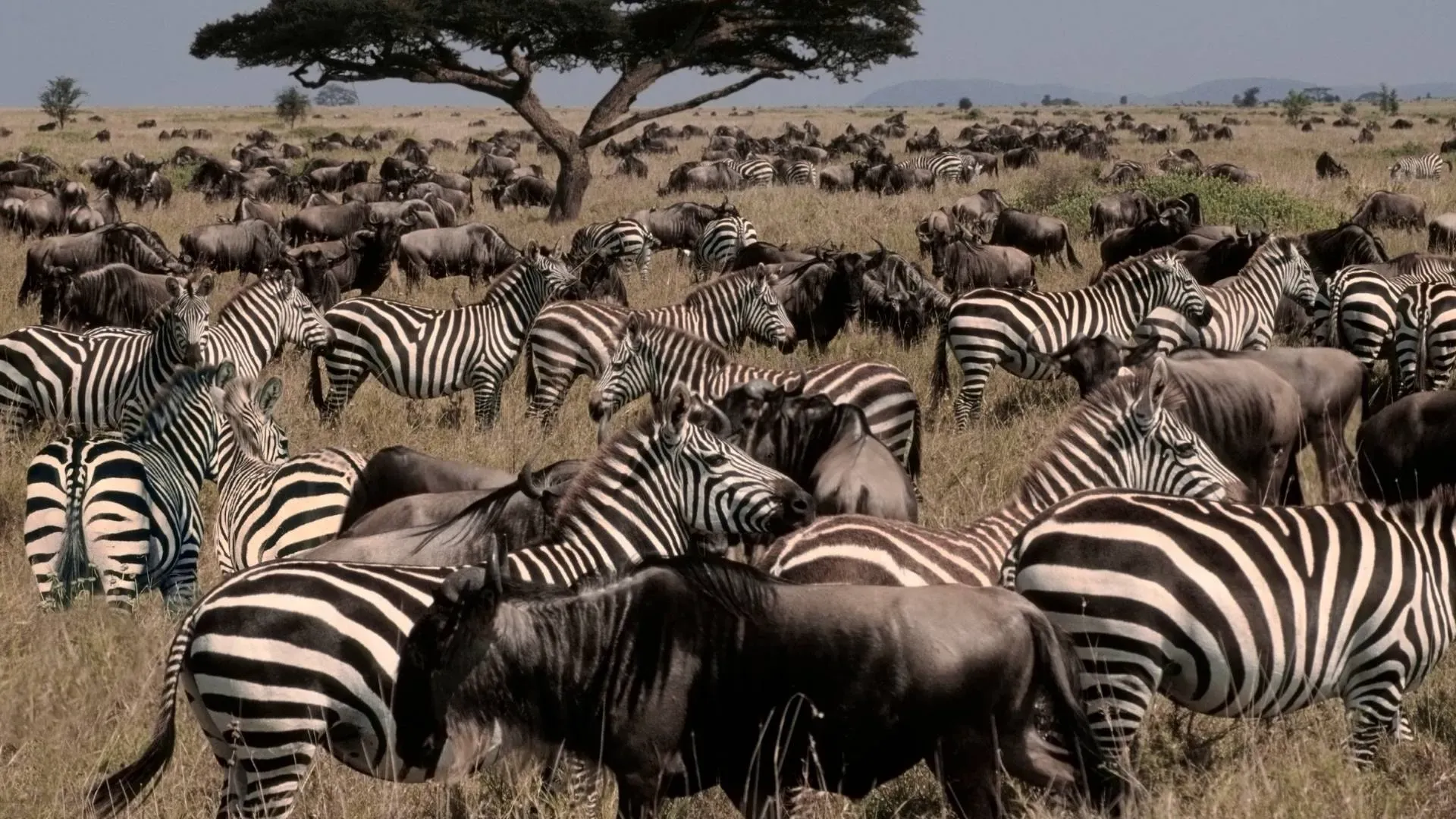 Zebras and wildebeest gathered together on the plains